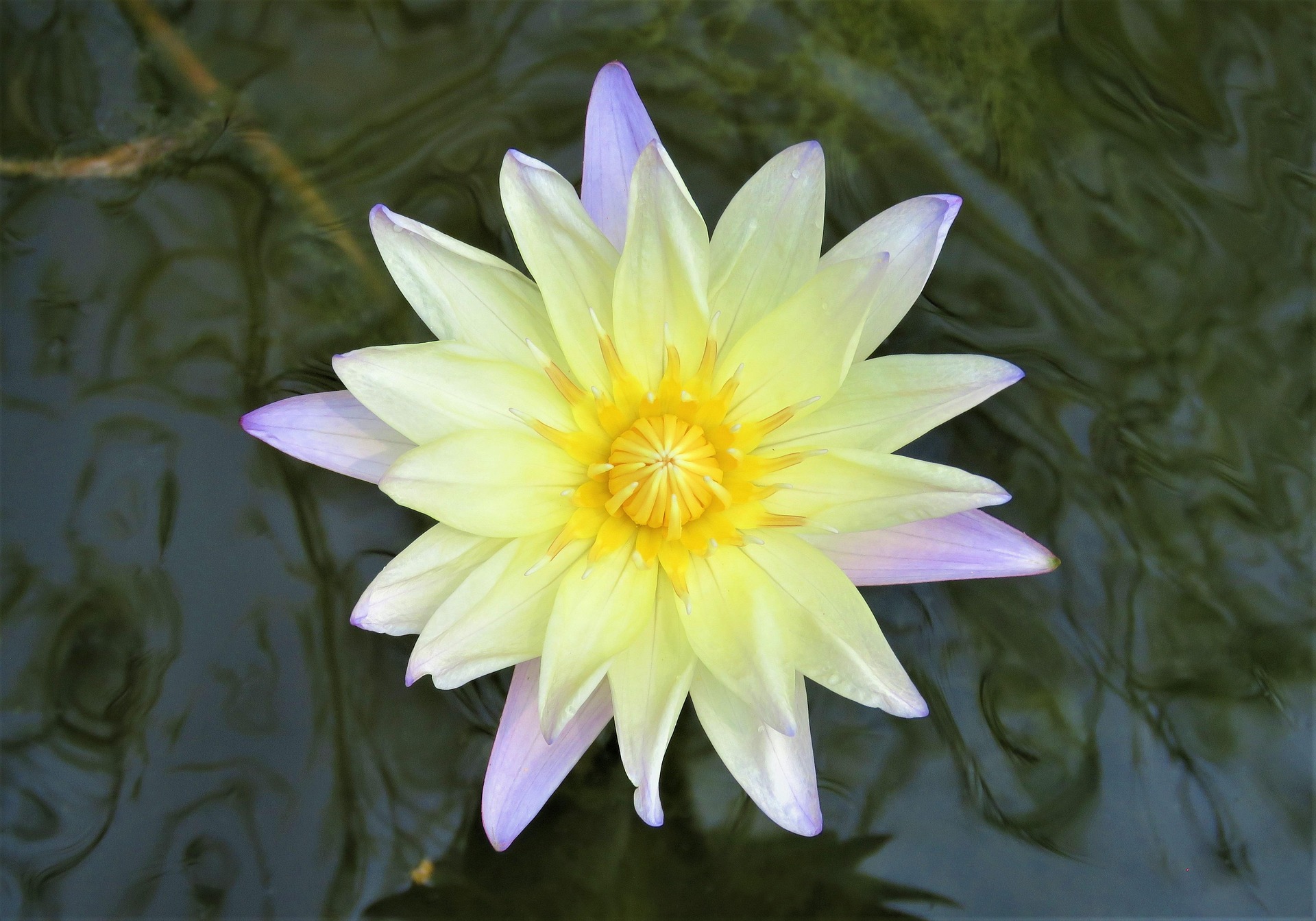 Un beau lotus symbole de résilience et de paix