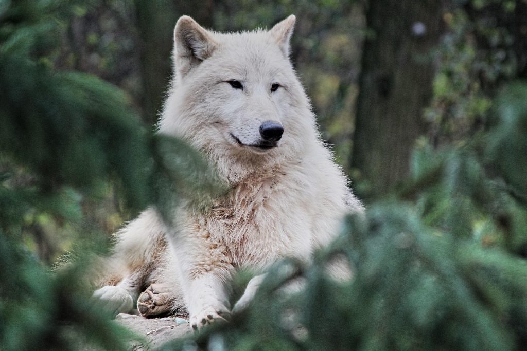Un loup blanc