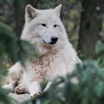 Un loup blanc