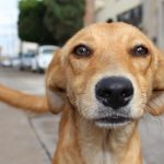 Que d’amour dans les yeux de ce chien
