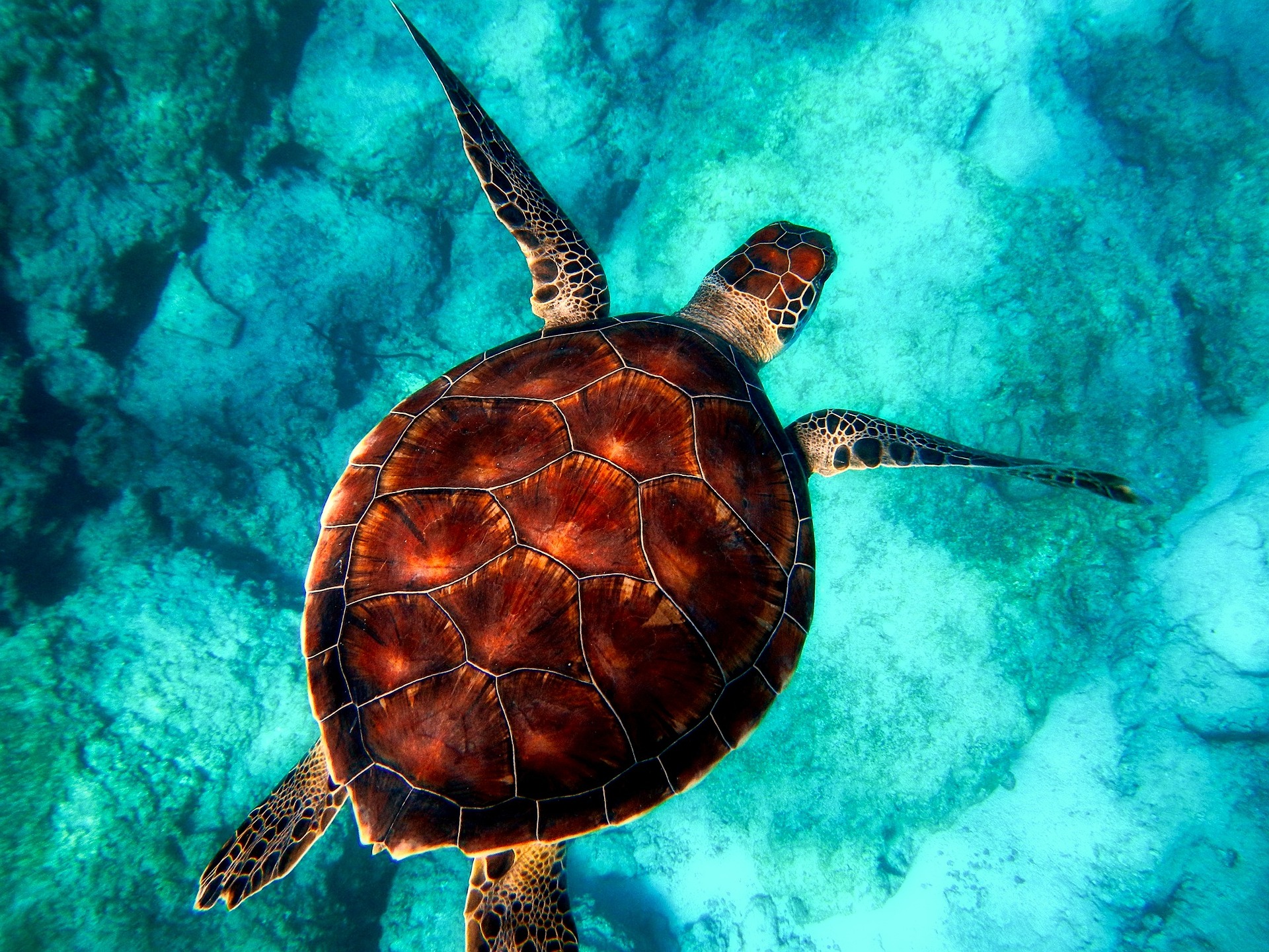 Une tortue tranquille savoure son environnement