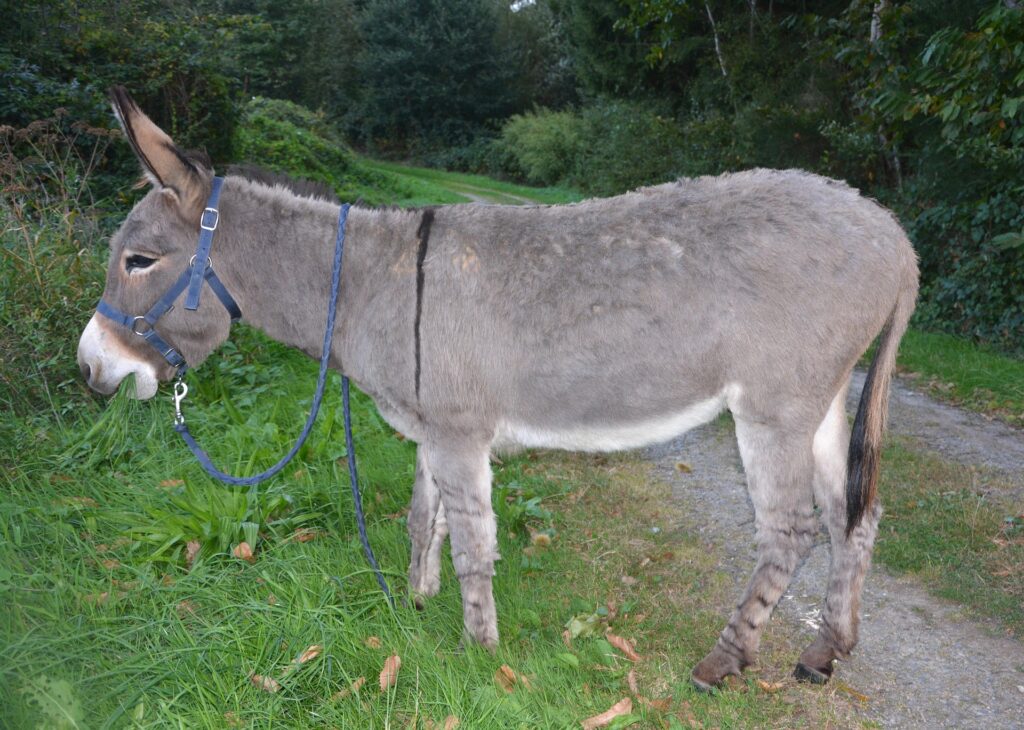 Un âne attaché qui broute de l’herbe