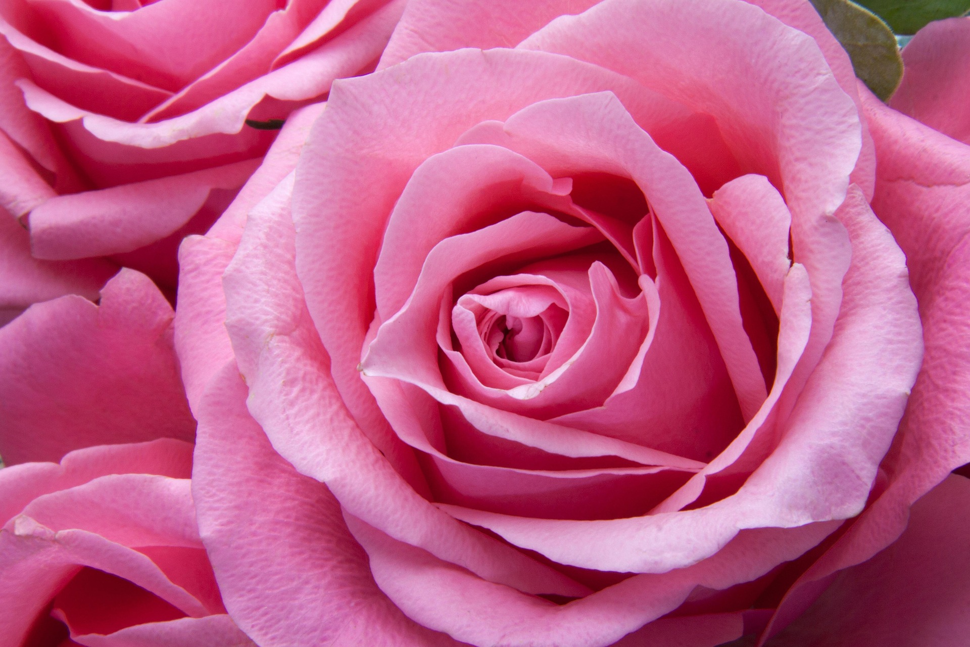 Une rose douce et belle comme l’amour vrai.